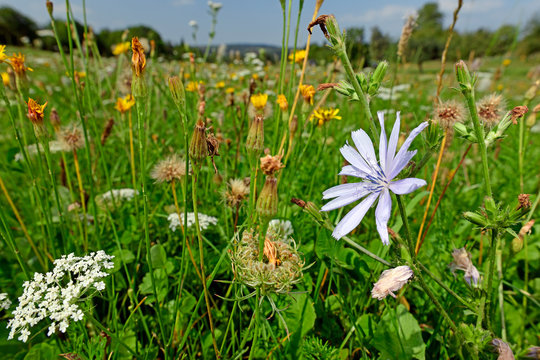 Wegwarte (Cichorium inytbus) in  einer Blumenwiese - Chicory