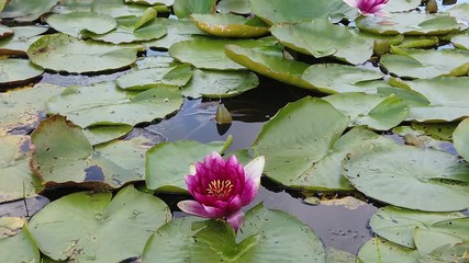 Beautiful water lily flower and many waterlily leaves on pond.