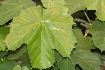 green leaf with water drops