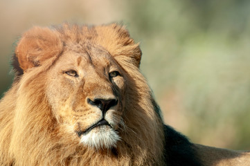 Portrait of proud lion in South Africa
