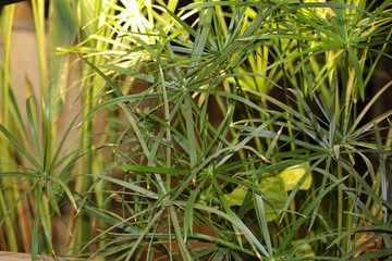 Obraz premium dew on grass