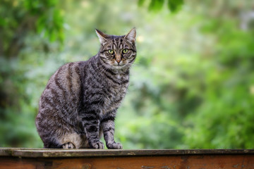 tabby cat sits on a garden table against a green background with copy space, selected focus
