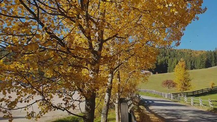 Slow motion of alder leaves falling from a tree with beautiful autumn colorsin the Renon Plateau, Alto Adige - South Tyrol, Italy