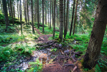 A path and a stream in a spruce forest in Karelia.