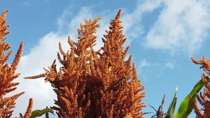 Amaranthus cruentus autumn palette against sky. Plant is also known as Prince's Feather.