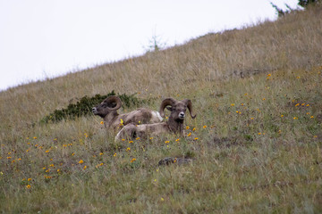 mountain sheep