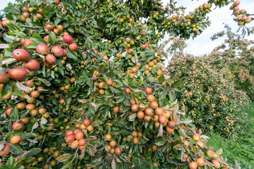 Tremlett bitter cider apples on the tree