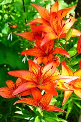 Fototapeta premium Red, orange and yellow Asiatic lily flower growing in the garden