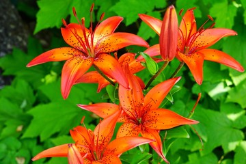 Fototapeta premium Red, orange and yellow Asiatic lily flower growing in the garden