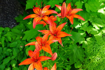 Red, orange and yellow Asiatic lily flower growing in the garden