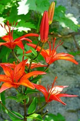 Red, orange and yellow Asiatic lily flower growing in the garden