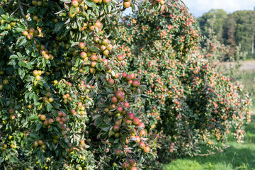 Tremlett bitter cider apples on the tree