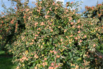 Tremlett bitter cider apples on the tree