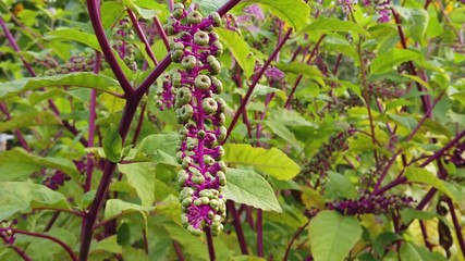 Phytolacca americana, also known as American pokeweed, pokeweed, poke sallet, or poke salad.