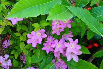Pink clematis flower on the vine