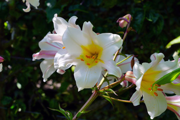 White trumpet flowers of Lilium Regale Royal Lily growing in the garden