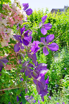 Purple blue flower of Clematis Jackmanii Superba on the vine