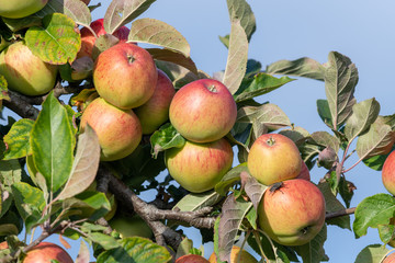 Close up of red cider apples on the tree