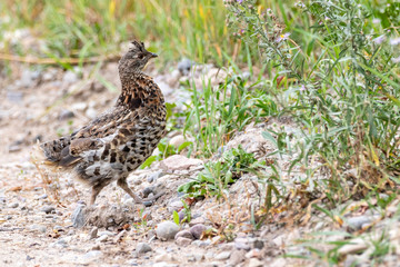 Ruffed Grouse