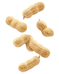 Falling peanut isolated on white background, clipping path, full depth of field