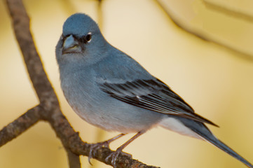 pajaro azul