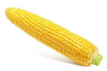 corn ear, isolated on white background, clipping path, full depth of field