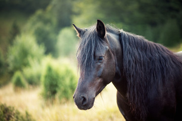 Amazing portrait of black horse