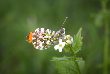 Orange Tip Butterfly (Male)
