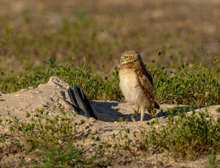 A fledgling Burrowing Owl emerges from it's artificial burrow and performs a series of poses and stretches to start the day. Very Cute!!