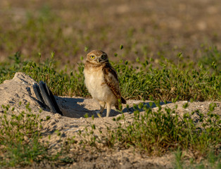 A fledgling Burrowing Owl emerges from it's artificial burrow and performs a series of poses and stretches to start the day. Very Cute!!