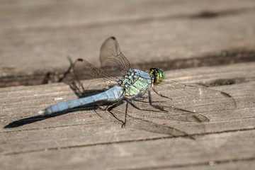 dragonfly