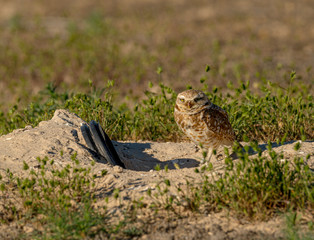A fledgling Burrowing Owl emerges from it's artificial burrow and performs a series of poses and stretches to start the day. Very Cute!!
