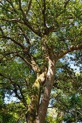 Holly oak forest on Brijuni National Park