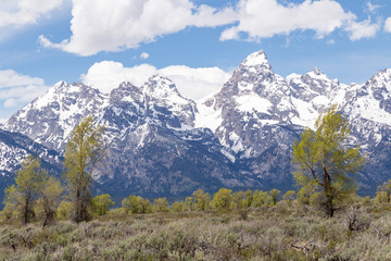 Fototapeta premium The Grand Teton