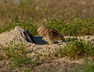 A fledgling Burrowing Owl emerges from it's artificial burrow and performs a series of poses and stretches to start the day. Very Cute!!