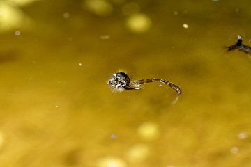 Mosquito larva and pupa from Brijuni National Park