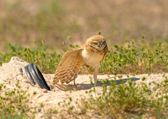 A fledgling Burrowing Owl emerges from it's artificial burrow and performs a series of poses and stretches to start the day. Very Cute!!