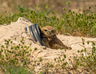 A fledgling Burrowing Owl emerges from it's artificial burrow and performs a series of poses and stretches to start the day. Very Cute!!