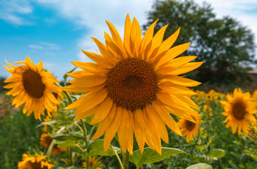 Fototapeta premium sunflower summer flower close-up, against a background of clouds.
