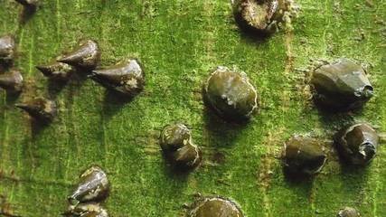 Bark of Ceiba pentandra. Close up with motion up.