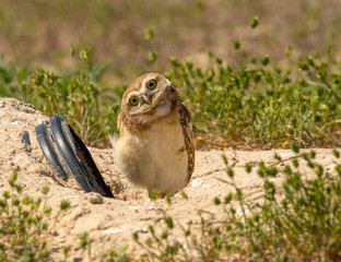 A fledgling Burrowing Owl emerges from it's artificial burrow and performs a series of poses and stretches to start the day. Very Cute!!