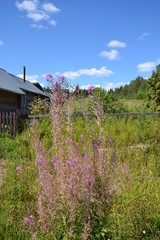 Plumes of blooming Sally in front of the fence of a Russian wooden house