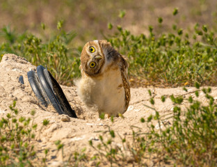 A fledgling Burrowing Owl emerges from it's artificial burrow and performs a series of poses and stretches to start the day. Very Cute!!