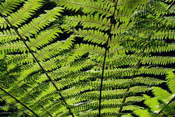 close-up on fern tree against black background