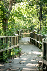 wood walkway nature path
