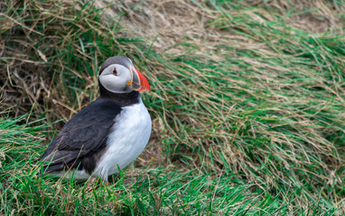 Puffin Iceland