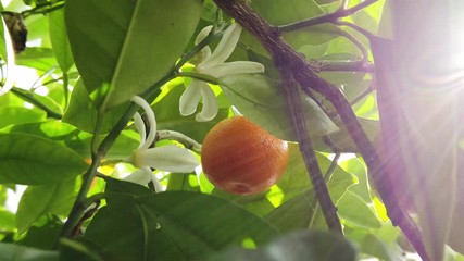 Mandarin orange (Citrus reticulata), also known as the mandarin or mandarine. Fresh ripe fruit hanging in a tree. Sun rays illuminates the footage.
