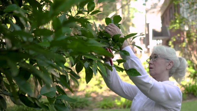 A mature woman enjoys cutting fresh citrus from a tree in her very own back yard.
