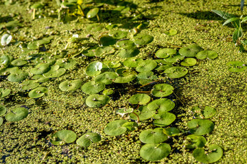 little lily pads in a swamp