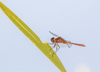 Orange Meadowhawk Dragonfly